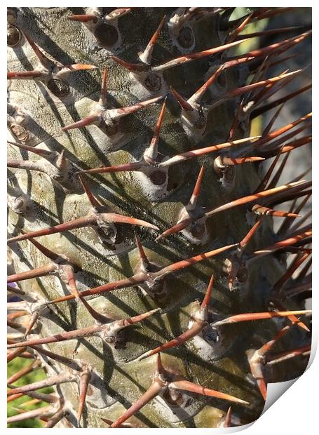 Spikes in Nature - close up Print by Joyce Hird