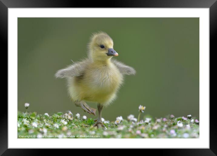 Tip Toe Through The Daisies Framed Mounted Print by claire chown