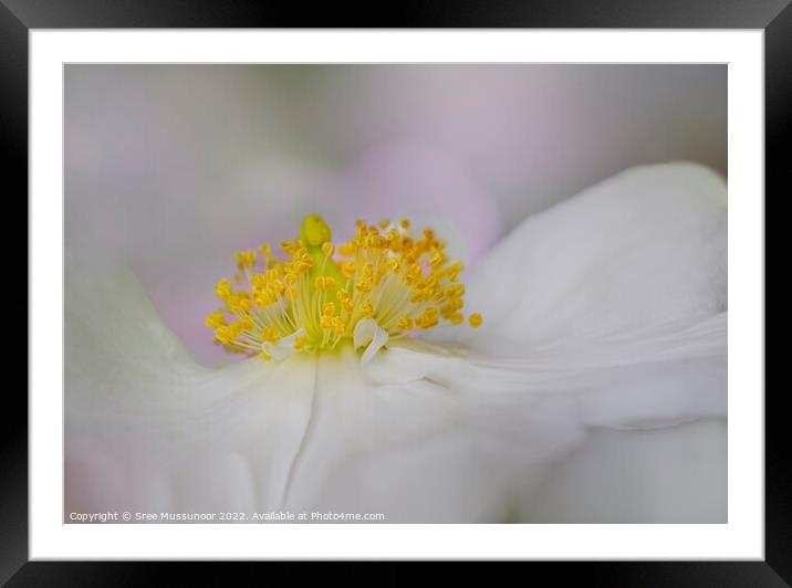 White flower Framed Mounted Print by Sree Mussunoor