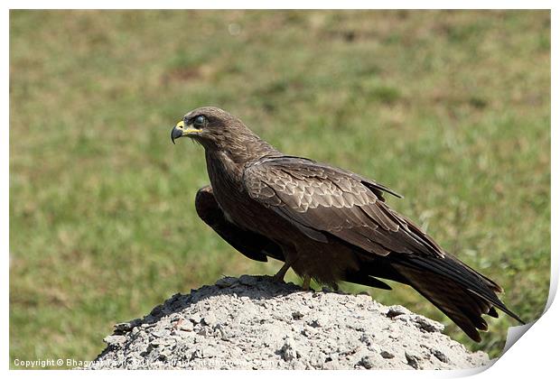 Black Kite Print by Bhagwat Tavri