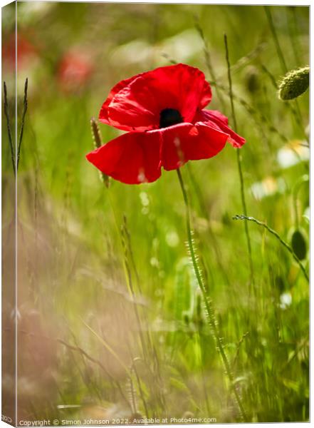 Poppy flower Canvas Print by Simon Johnson