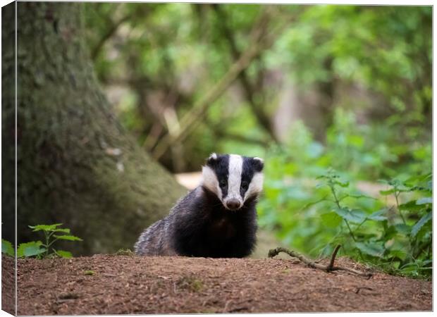 Badger in a forest in Scotland. Canvas Print by Tommy Dickson