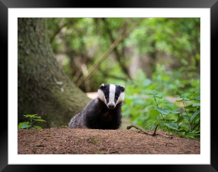 Badger in a forest in Scotland. Framed Mounted Print by Tommy Dickson