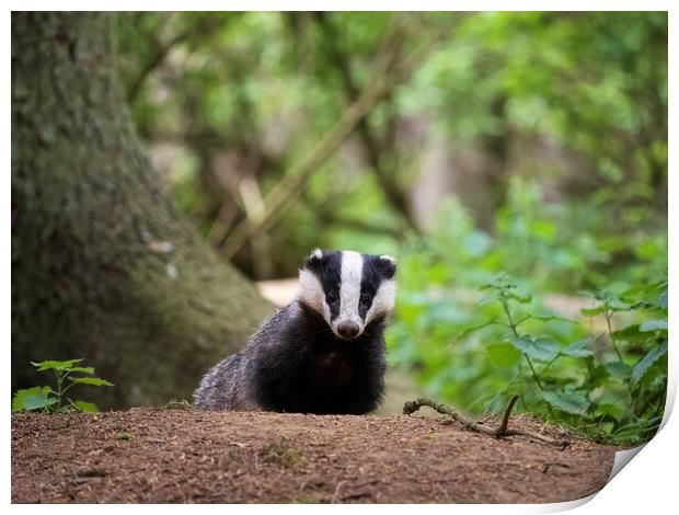 Badger in a forest in Scotland. Print by Tommy Dickson