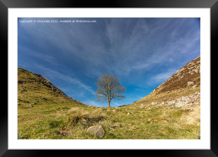 Sycamore Gap - The Lone Tree Framed Mounted Print by Inca Kala