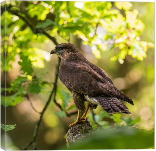 Common perched on a tree branch. Canvas Print by Tommy Dickson