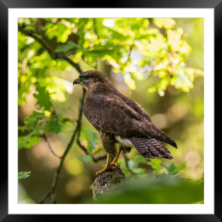 Common perched on a tree branch. Framed Mounted Print by Tommy Dickson