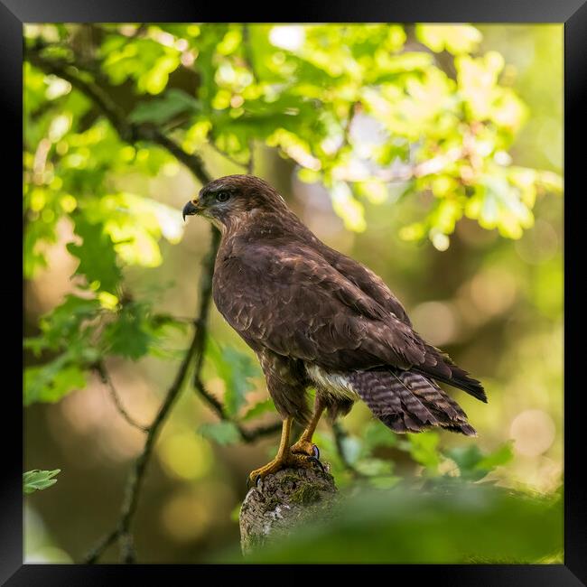 Common perched on a tree branch. Framed Print by Tommy Dickson