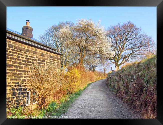 Springtime Country Lane Framed Print by Philip Openshaw