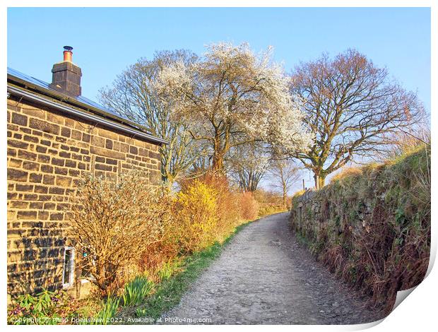 Springtime Country Lane Print by Philip Openshaw