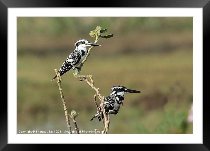 Pied Kingfisher in a pair Framed Mounted Print by Bhagwat Tavri