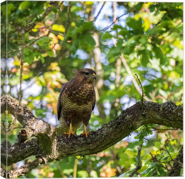 Common Buzzard Canvas Print by Tommy Dickson