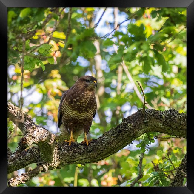 Common Buzzard Framed Print by Tommy Dickson