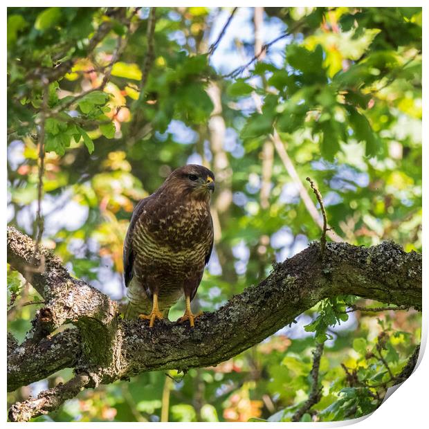 Common Buzzard Print by Tommy Dickson