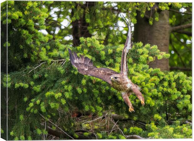 Common Buzzard taking flight. Canvas Print by Tommy Dickson