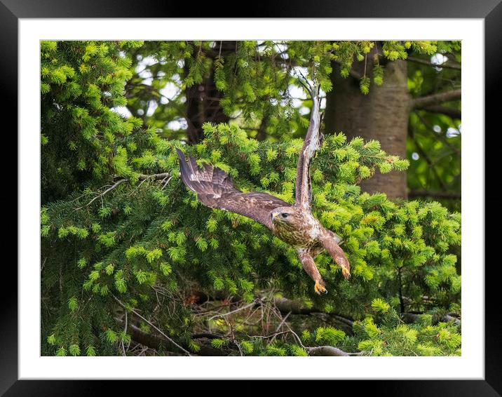 Common Buzzard taking flight. Framed Mounted Print by Tommy Dickson