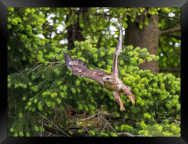 Common Buzzard taking flight. Framed Print by Tommy Dickson