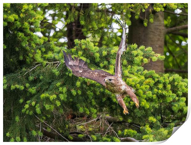 Common Buzzard taking flight. Print by Tommy Dickson