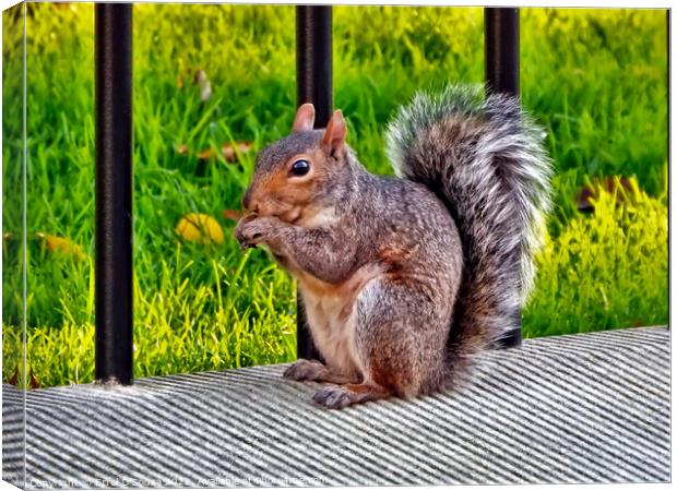 Hungry Squirrel Canvas Print by Errol D'Souza