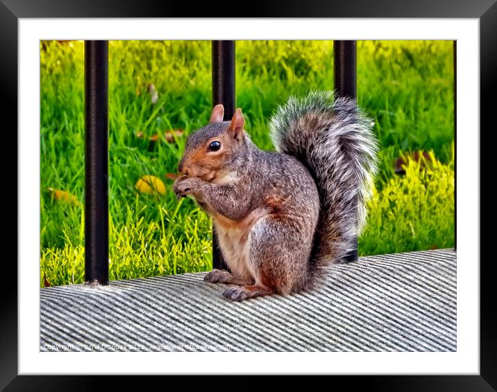 Hungry Squirrel Framed Mounted Print by Errol D'Souza