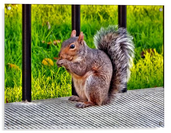 Hungry Squirrel Acrylic by Errol D'Souza