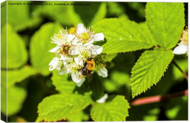A Bumble Bee on a Blackberry Flower Canvas Print by Nick Jenkins