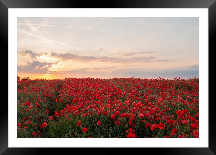 Poppy Field Sunset Framed Mounted Print by J Biggadike