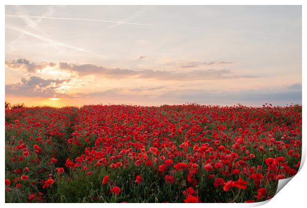 Poppy Field Sunset Print by J Biggadike