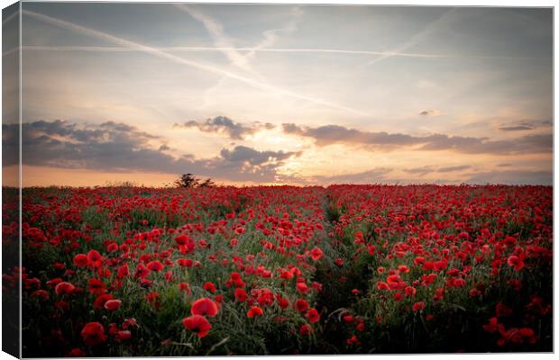 Poppy Field Sunset Canvas Print by J Biggadike