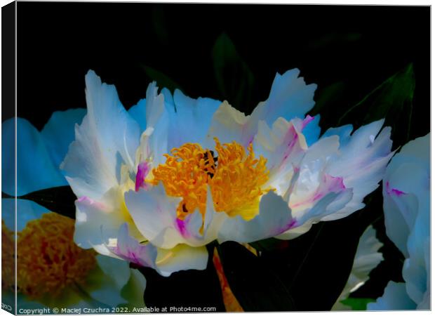 Blooming Peony Canvas Print by Maciej Czuchra