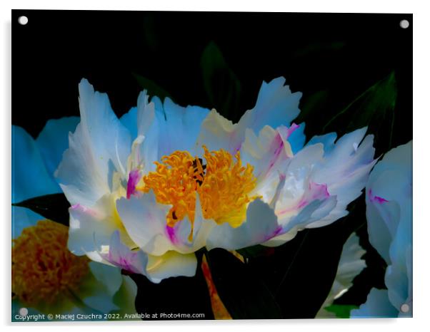 Blooming Peony Acrylic by Maciej Czuchra