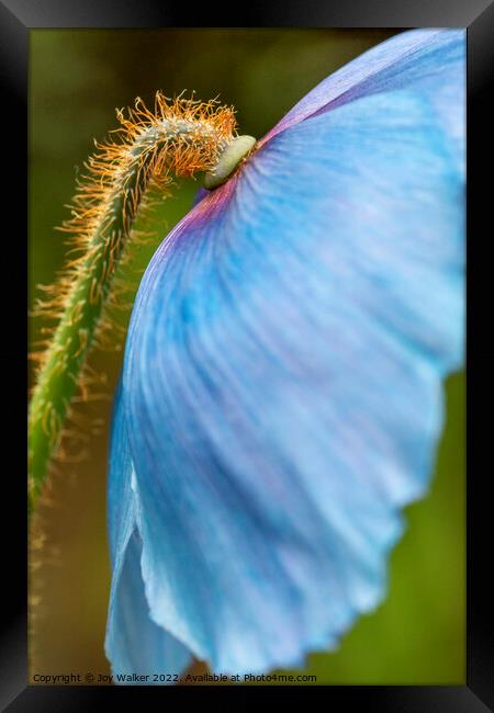 Blue poppy detail Framed Print by Joy Walker