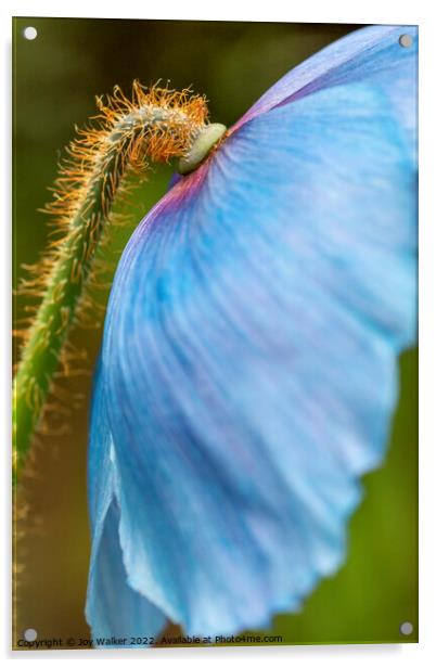 Blue poppy detail Acrylic by Joy Walker