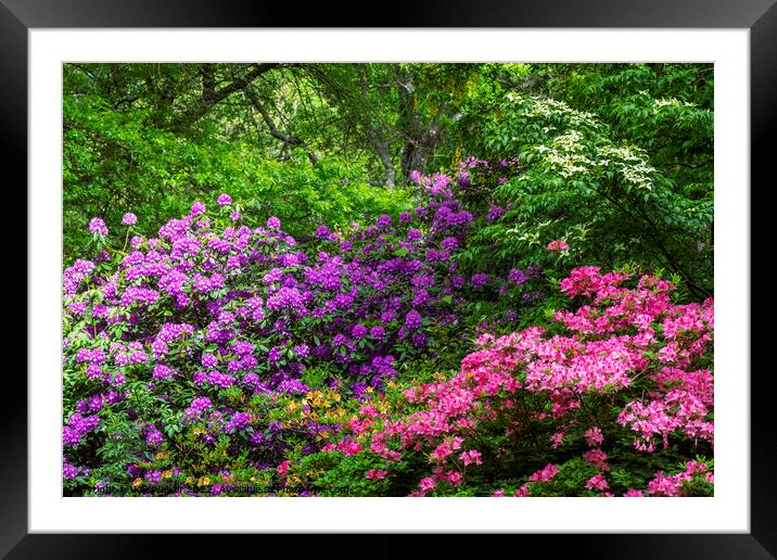 Rhododendron and Azalea shrubs Framed Mounted Print by Joy Walker