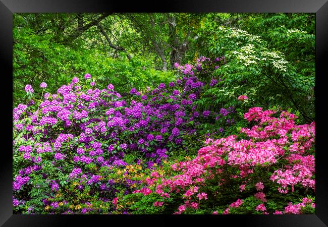 Rhododendron and Azalea shrubs Framed Print by Joy Walker