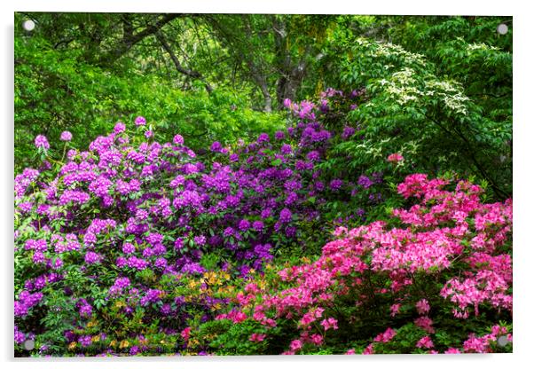 Rhododendron and Azalea shrubs Acrylic by Joy Walker