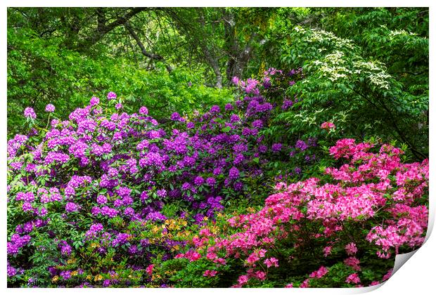 Rhododendron and Azalea shrubs Print by Joy Walker
