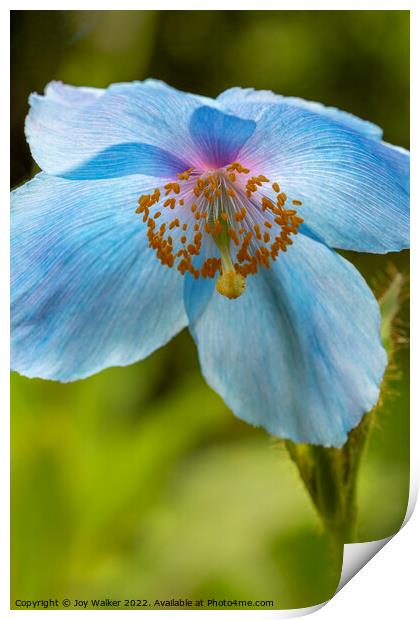 Blue poppy flower head Print by Joy Walker