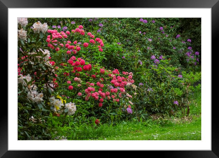 Rhododendron shrubs in full flower Framed Mounted Print by Joy Walker