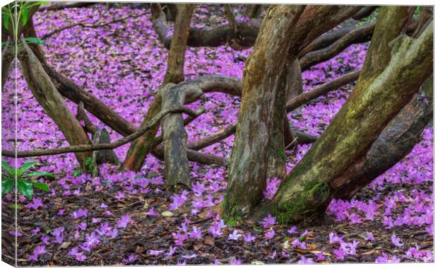 Rhododendron blossom on the ground Canvas Print by Joy Walker