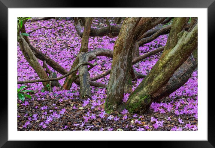 Rhododendron blossom on the ground Framed Mounted Print by Joy Walker
