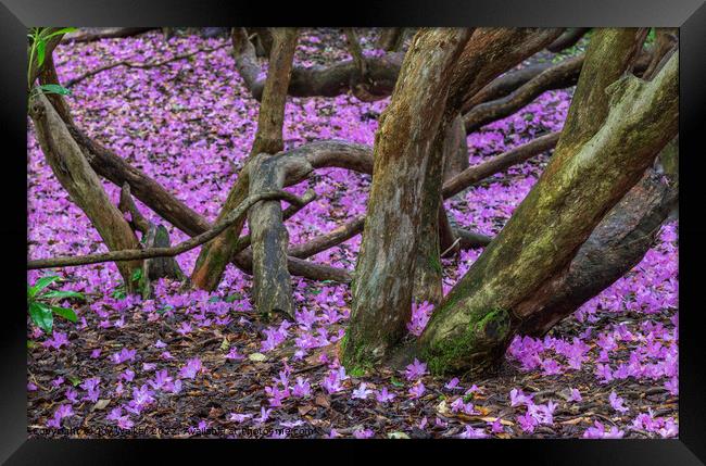 Rhododendron blossom on the ground Framed Print by Joy Walker