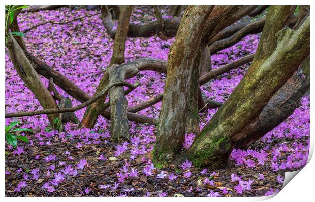 Rhododendron blossom on the ground Print by Joy Walker