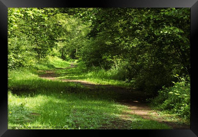 Woodland path Framed Print by Joy Walker