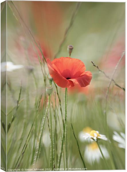 Poppy flower Canvas Print by Simon Johnson