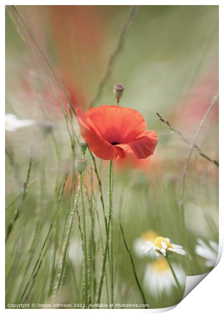 Poppy flower Print by Simon Johnson