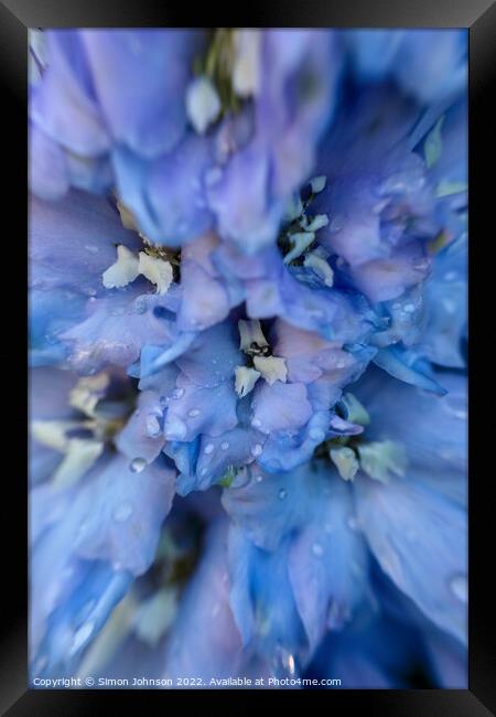 Delphinium flower Framed Print by Simon Johnson