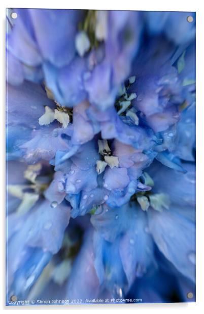 Delphinium flower Acrylic by Simon Johnson