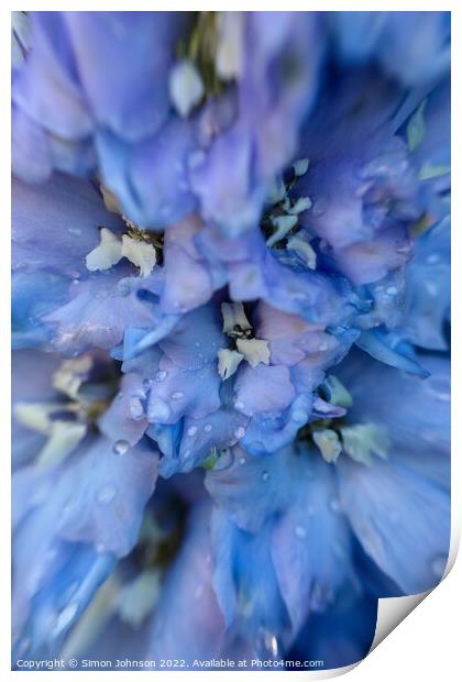 Delphinium flower Print by Simon Johnson