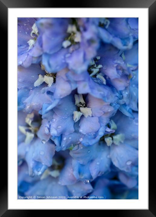 Delphinium  flower Framed Mounted Print by Simon Johnson